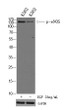 Western Blot analysis of K562 cells, cell treated or untreated by EGF 20ng/ml 30'. primary Antibody was diluted at 1:1000. Secondary antibody (catalog#:STJS000791 was diluted at 1:10000