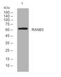 Western blot analysis of lysates from A549 cells, primary antibody was diluted at 1:1000, 4°C over night