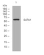 Western blot analysis of lysates from SH-SY5Y cells, primary antibody was diluted at 1:1000, 4°C over night