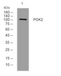 Western blot analysis of lysates from Hela cells, primary antibody was diluted at 1:1000, 4°C over night