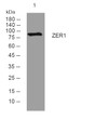 Western blot analysis of lysates from SH-SY5Y cells, primary antibody was diluted at 1:1000, 4°C over night