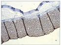 Immunohistochemistry of rat tissue with Anti-ALDH1A1 primary antibody (STJ500063) at 1:50 dilution in Buffer. Section was treated with DAB and Haematoxylin stain. Magnification is at 40X.