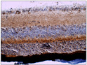 Immunohistochemistry of mouse tissue with Anti-Beta crystallin S primary antibody (STJ500307) at 1:100 dilution in Buffer. Section was treated with DAB and Haematoxylin stain. Magnification is at 40X.