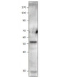 Western blot with Anti-MYC Antibody (STJ500591) of THP cell at 1:500 dilution in buffer.