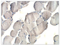 Immunohistochemistry of mouse muscle with Anti-DWORF primary antibody (STJ500798) at 1:100 dilution in Buffer. Section was treated with DAB and Haematoxylin stain. Magnification is at 40X.