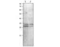 Western blot with Anti-GADD45B Antibody (STJ501127) with 1) GADD45B Positive control 2) Raw cells. Antibody at 1:500 dilution in buffer.