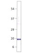 Western blot with Anti-IL32 Antibody (STJ501446) with peptide on at 1:500 dilution in buffer.