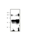 Western blot with Anti-Inp2p Antibody (STJ501470) of yeast extract at 1:500 dilution in buffer.