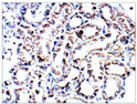 Immunohistochemistry of baboon kidney with Anti-ITGB3 primary antibody (STJ501482) at 1:100 dilution in Buffer. Section was treated with DAB and Haematoxylin stain. Magnification is at 40X.