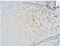 Immunohistochemistry of mouse brain with Anti-MAPK10 primary antibody (STJ501681) at 1:50 dilution in Buffer. Section was treated with DAB and Haematoxylin stain. Magnification is at 5X.