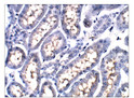 Immunohistochemistry of baboon kidney with Anti-MME primary antibody (STJ501896) at 1:100 dilution in Buffer. Section was treated with DAB and Haematoxylin stain. Magnification is at 40X.