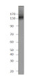 Western blot with Anti-PDE3B Antibody (STJ502269) on PD38 peptide. Antibody at 1:500 dilution in buffer.