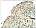 Immunohistochemistry of baboon Bladder with Anti-SEC23A primary antibody (STJ502891) at 1:100 dilution in Buffer. Section was treated with DAB and Haematoxylin stain. Magnification is at 40X.