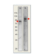 Western blot with Anti-SEC24D Antibody (STJ502903) on rat hippocampal membranes (A) and Hu cells (B). Antibody at 1:500 dilution in buffer.