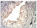 Immunohistochemistry of baboon Bladder with Anti-SERINC4 primary antibody (STJ502936) at 1:100 dilution in Buffer. Section was treated with DAB and Haematoxylin stain. Magnification is at 40X.