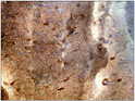 Immunohistochemistry of rat Cortex with Anti-TBK1 primary antibody (STJ503212) at 1:50 dilution in Buffer. Section was treated with DAB and Haematoxylin stain. Magnification is at 40X.