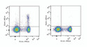 C57BL/6 murine splenocytes were stained with Anti-CD25 antibody (STJA0000567) and Anti-Mouse CD4 Monoclonal Antibody (FITC Conjugated) (left). Splenocytes stained with Anti-Mouse CD4 Monoclonal Antibody (FITC Conjugated)and Rat IgG1 Isotype Control (AF647 Conjugated) (right) were used as control.