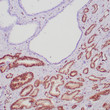 Anti-ERG antibody IHC Human vascular endothelial cells STJ180452