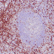 Anti-LEF1 antibody IHC Human tonsil STJ180463