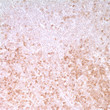 Anti-IL2RA antibody [4C9] (STJ16100332)