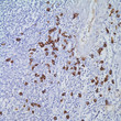 Mouse Anti-Human IgG4 antibody {Unconjugated} (STJ16100443)