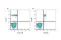 Anti-CD86 antibody [BU63] {FITC} (STJ16100510)