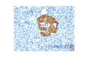 Anti-Insulin antibody [2D11-H5] (STJ16100670)