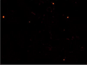 Anti-Recombinant-MANF antibody [B8] (STJA0002912)