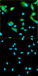 Anti-Recombinant-MANF antibody [3D4] (STJA0002919)