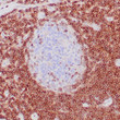 Anti-BCL-2 antibody IHC human tonsil STJ180488