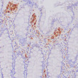 Anti-CD68 antibody IHC human colon STJ180497