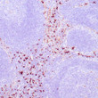 Anti-Lysozyme antibody IHC Human lymph node STJ180520