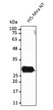 Anti Miranda Goat Polyclonal antibody western blot hela STJ140173