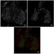 Anti Miranda Goat Polyclonal antibody immunofluorescence drosophila STJ140173
