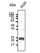 Anti BCL2 Goat Polyclonal antibody western blot STJ140179