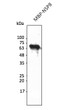 Anti-NSP8 antibody at 1/2, 500 dilution; lane with 30 ng of recombinant fusion protein; rabbit polyclonal to goat IgG (HRP) at 1:10000 dilution