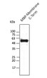 Anti-Membrane protein antibody at 1/2, 500 dilution; lane with 30 ng of recombinant fusion protein (103-stop aa) ; rabbit polyclonal to goat IgG (HRP) at 1:10000 dilution Anti-Membrane protein antibody at 1/2, 500 dilution; lane with 30 ng of recombinant fusion protein (103-stop aa) ; rabbit polyclonal to goat IgG (HRP) at 1:10000 dilution
