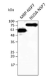 Anti SARS-CoV-2 NSP7 Goat Polyclonal antibody western blot STJ140206