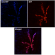 Immunofluorescence in Drosophila larvae NMJ expressing RFP in neurons (DvglutRFP) , muscle 6/7 using anti-RFP conjugated to DyLight®405 at 1/500