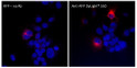 Anti RFP Goat Polyclonal antibody immunofluorescence cos7 STJ140209
