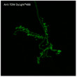 Anti tdTomato Goat Polyclonal antibody immunofluorescence drosophila STJ140218