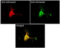 Anti mEmerald Goat Polyclonal antibody immunofluorescence STJ140226