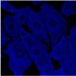 Anti IgG Goat Polyclonal antibody immunofluorescence human mouse STJ140230
