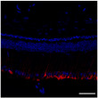 Anti IgG Goat Polyclonal antibody immunofluorescence mouse rat STJ140236