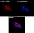 Anti IgY Chicken Polyclonal antibody immunofluorescence human STJ140242
