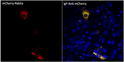 Anti IgY Chicken Polyclonal antibody immunofluorescence human STJ140245