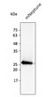 Anti mNeptune Goat Polyclonal antibody western blot hek293 STJ140253