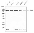 Anti CANX Goat Polyclonal antibody western blot hela mcf7 STJ140256