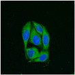 Anti CANX Goat Polyclonal antibody immunofluorescence STJ140256