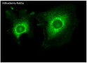 Anti mBlueberry Goat Polyclonal antibody immunofluorescence STJ140268